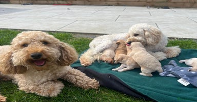 Miniature Poodle dogs - Advert 10
