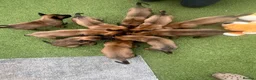 Belgian Shepherd Dog dogs for sale: Stunning litter of Belgian Malinois puppies  in Weymouth - Advert 3