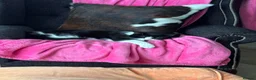 Mixed Breed cats for sale: Mavis - Advert 9