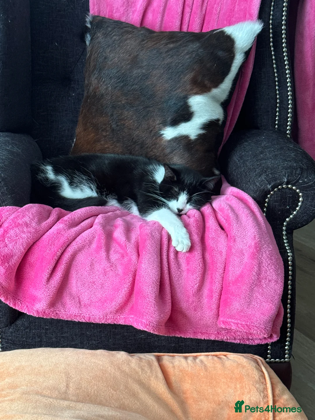 Mixed Breed cats for sale: Mavis - Advert 9