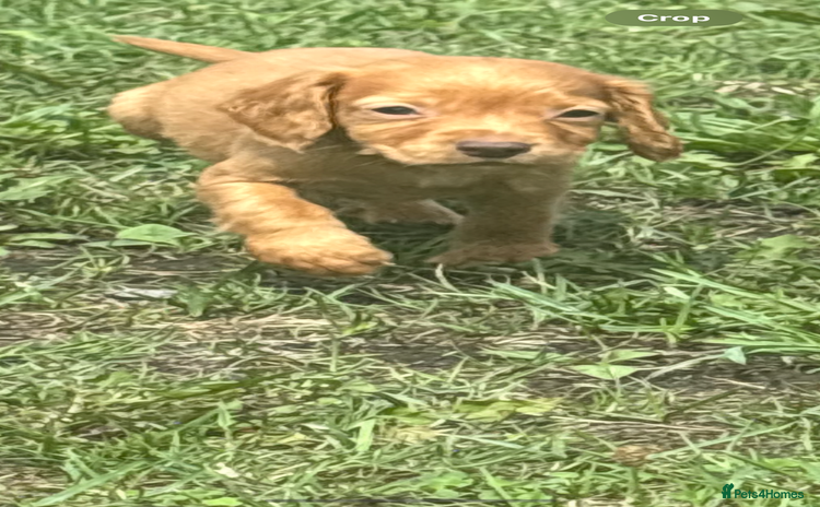 Cocker Spaniel dogs - Advert 5
