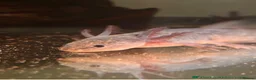 Axolotl reptiles for sale: Black melenoid axolotl  in Caldicot - Advert 4