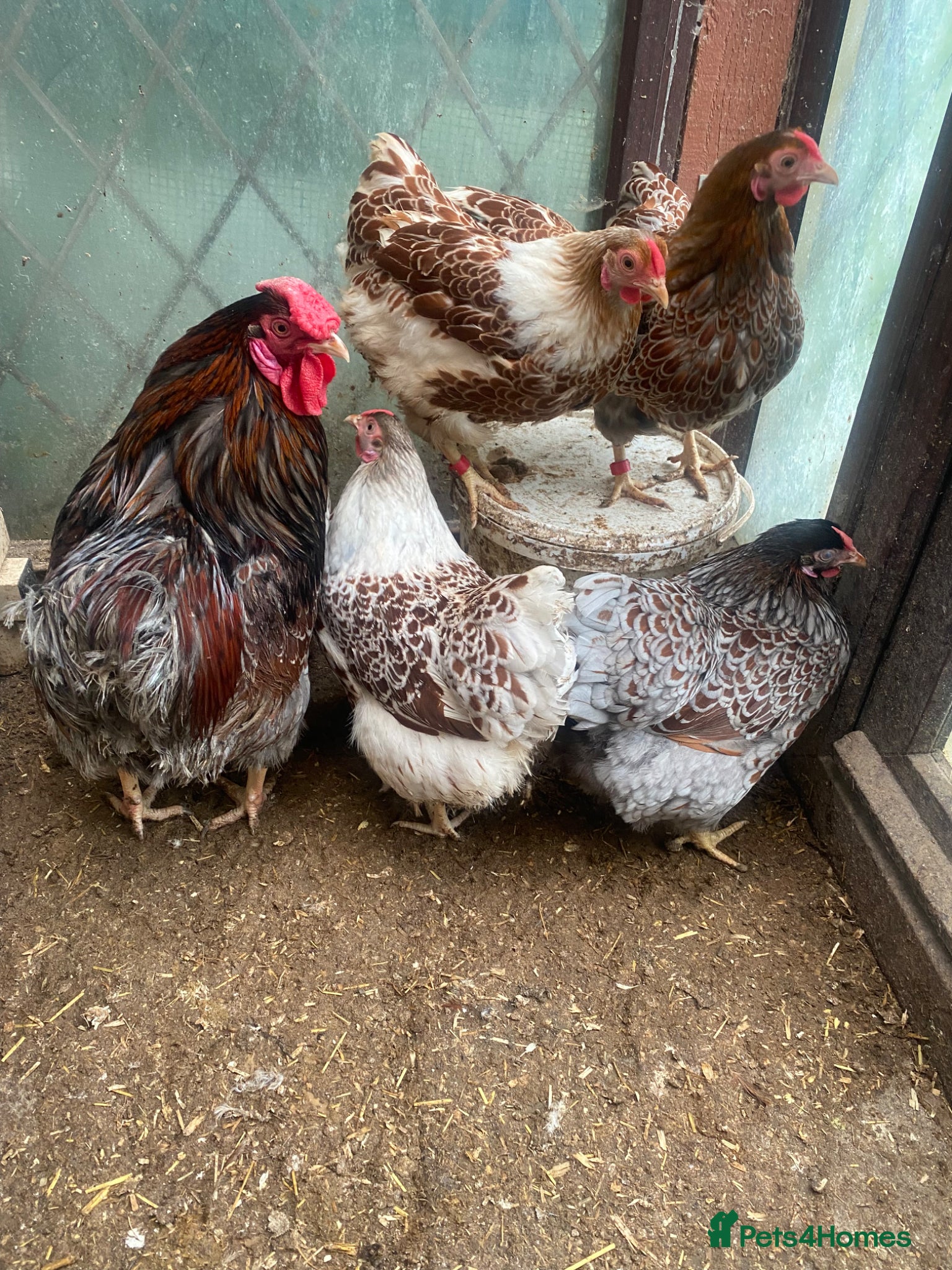 Chickens poultry Beautiful chicken , eggs , see details for price  - Advert 9