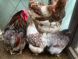 Chickens poultry Beautiful chicken , eggs , see details for price - Advert 9