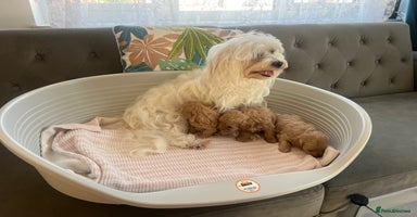 Maltipoo dogs - Advert 2