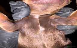Cocker Spaniel dogs for sale: 🐶🤎True Working Cocker Spaniels🐶🤎 - Image 3