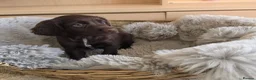 Cocker Spaniel dogs for sale: Working Type Cocker Spaniels - Advert 12