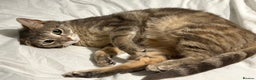 Mixed Breed cats for sale: Female cat  - Advert 1