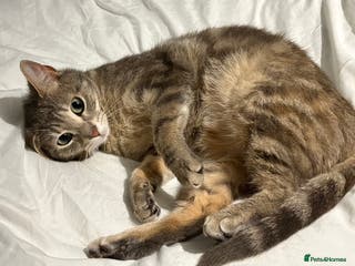 Mixed Breed cats Female cat - Advert 2