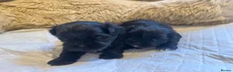 Shih Tzu dogs for sale: Pedigree Shih Tzu puppies - Advert 1