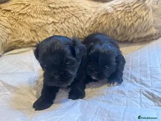Shih Tzu dogs Pedigree Shih Tzu puppies - Advert 6