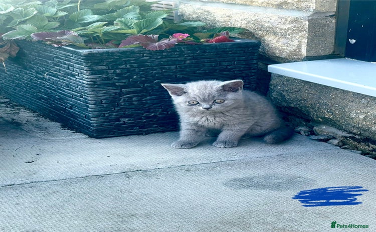 British Shorthair cats - Advert 7