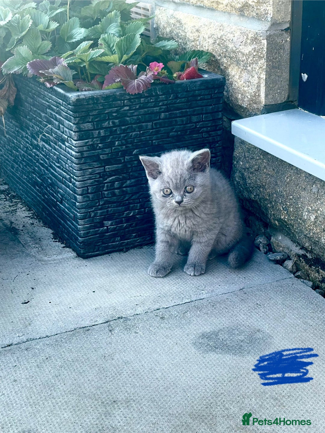 British Shorthair cats for sale: British shorthair £475 - Image 1