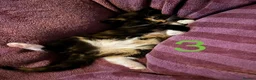 Mixed Breed cats for sale: 4 Ragoll-cross kittens available  - Advert 5