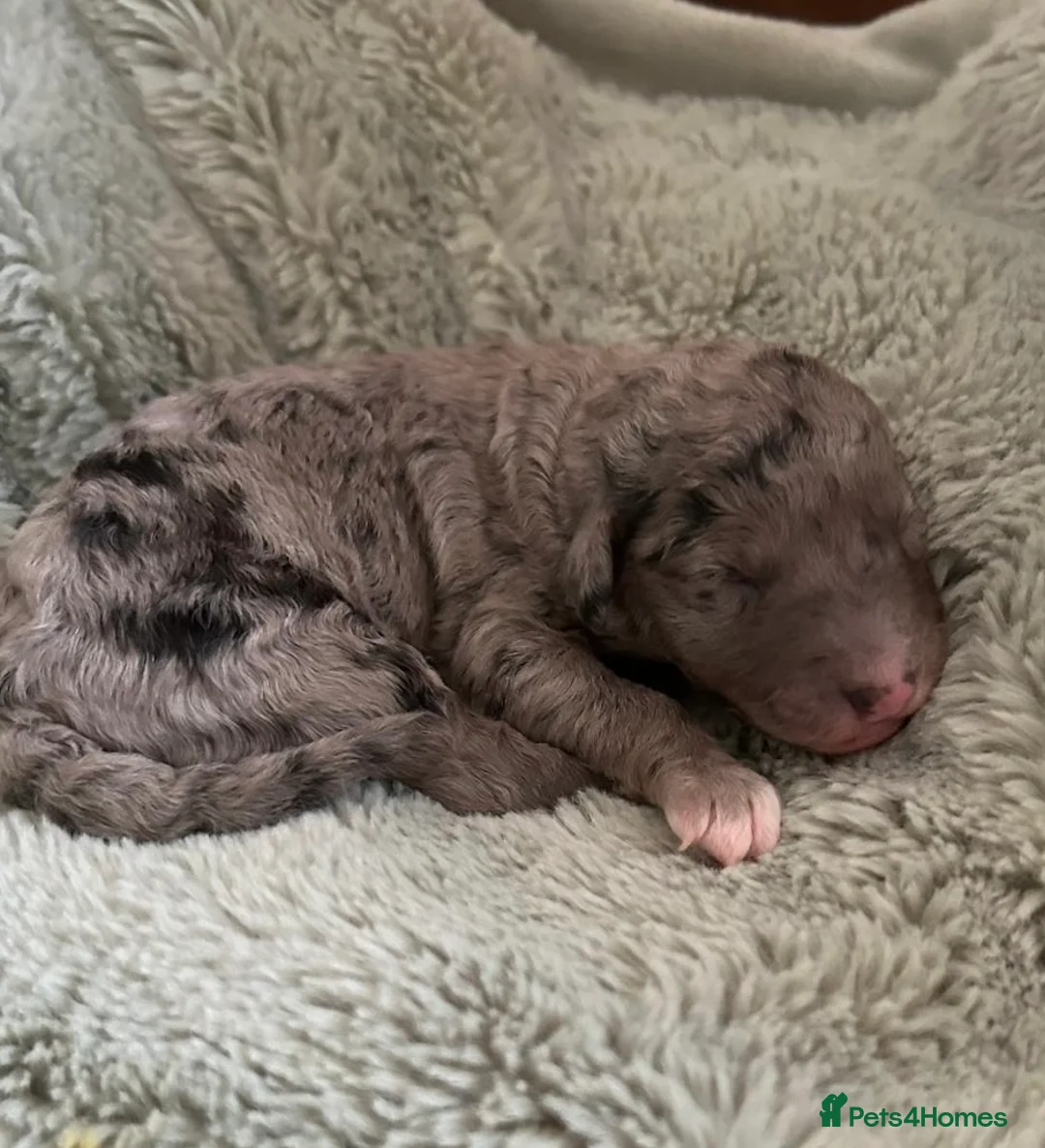 Labradoodle dogs for sale: Australian Labradoodle Puppies - Advert 19