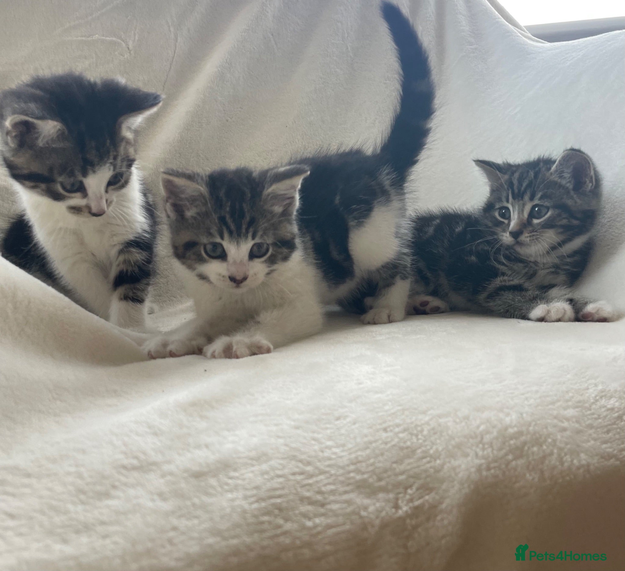 Mixed Breed cats 6 Beautiful Playful Kittens  - Advert 5