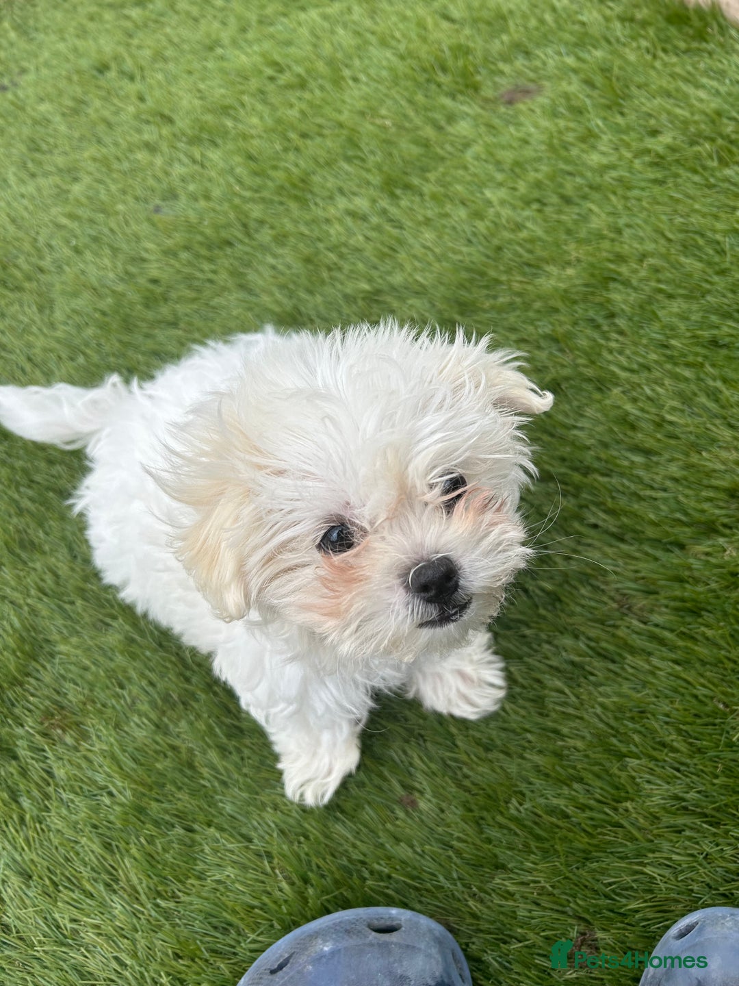 Maltese dogs for sale: Maltese puppies pedigree - Image 14