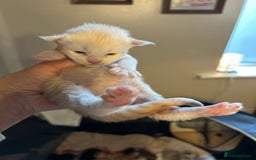 Maine Coon cats for sale: Stunning XL Pure bred Main Coon kittens for sale  - Image 12