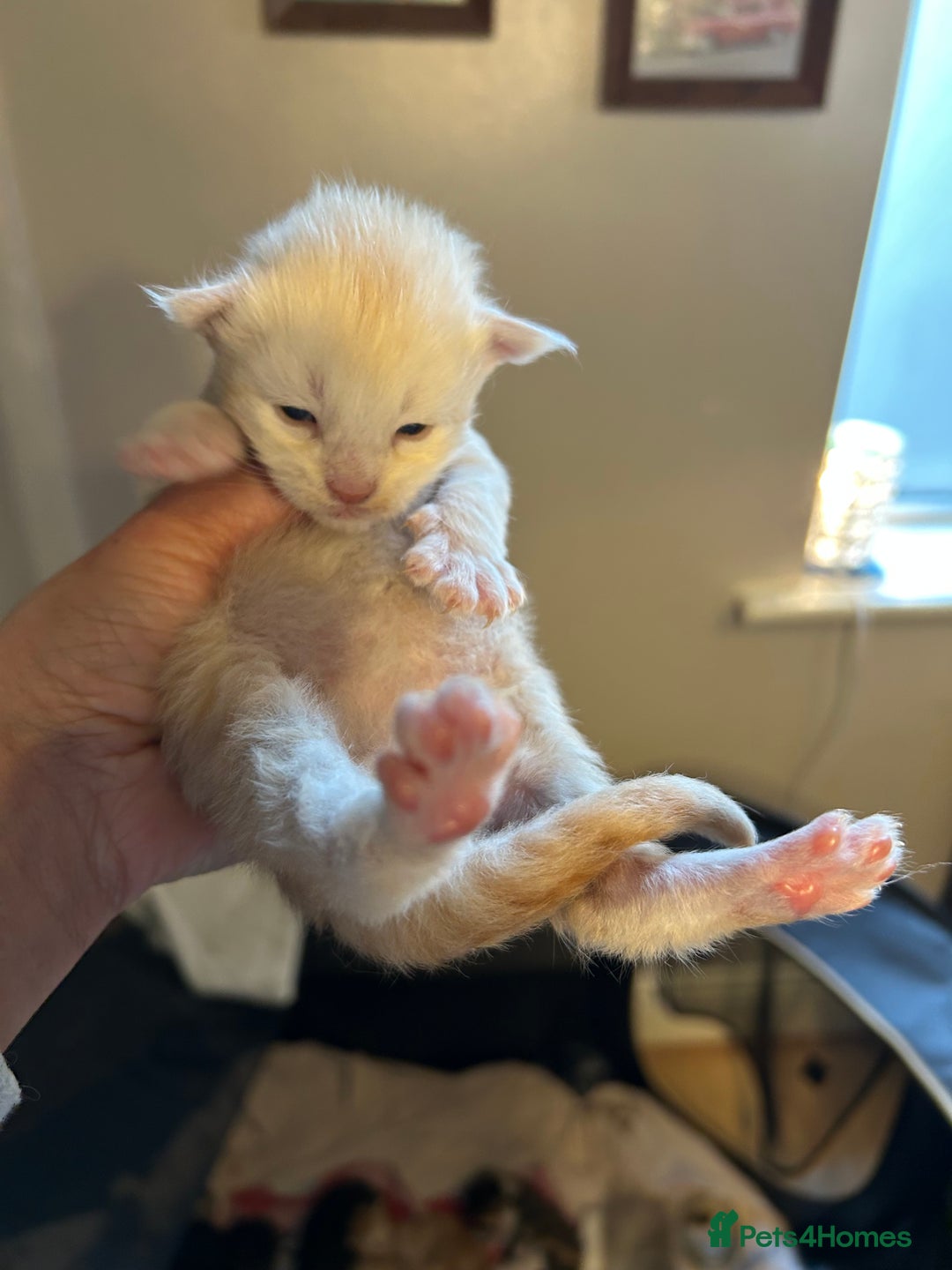 Maine Coon cats for sale: Stunning XL Pure bred Main Coon kittens for sale  - Image 12