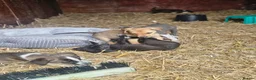 Lurcher dogs for sale: Stunning Kelpie lurchers  - Advert 21