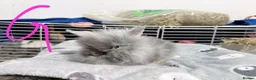 Lionhead rabbits for sale: BEAUTIFUL LIONHEAD BABY RABBITS * READY TO GO * - Advert 1