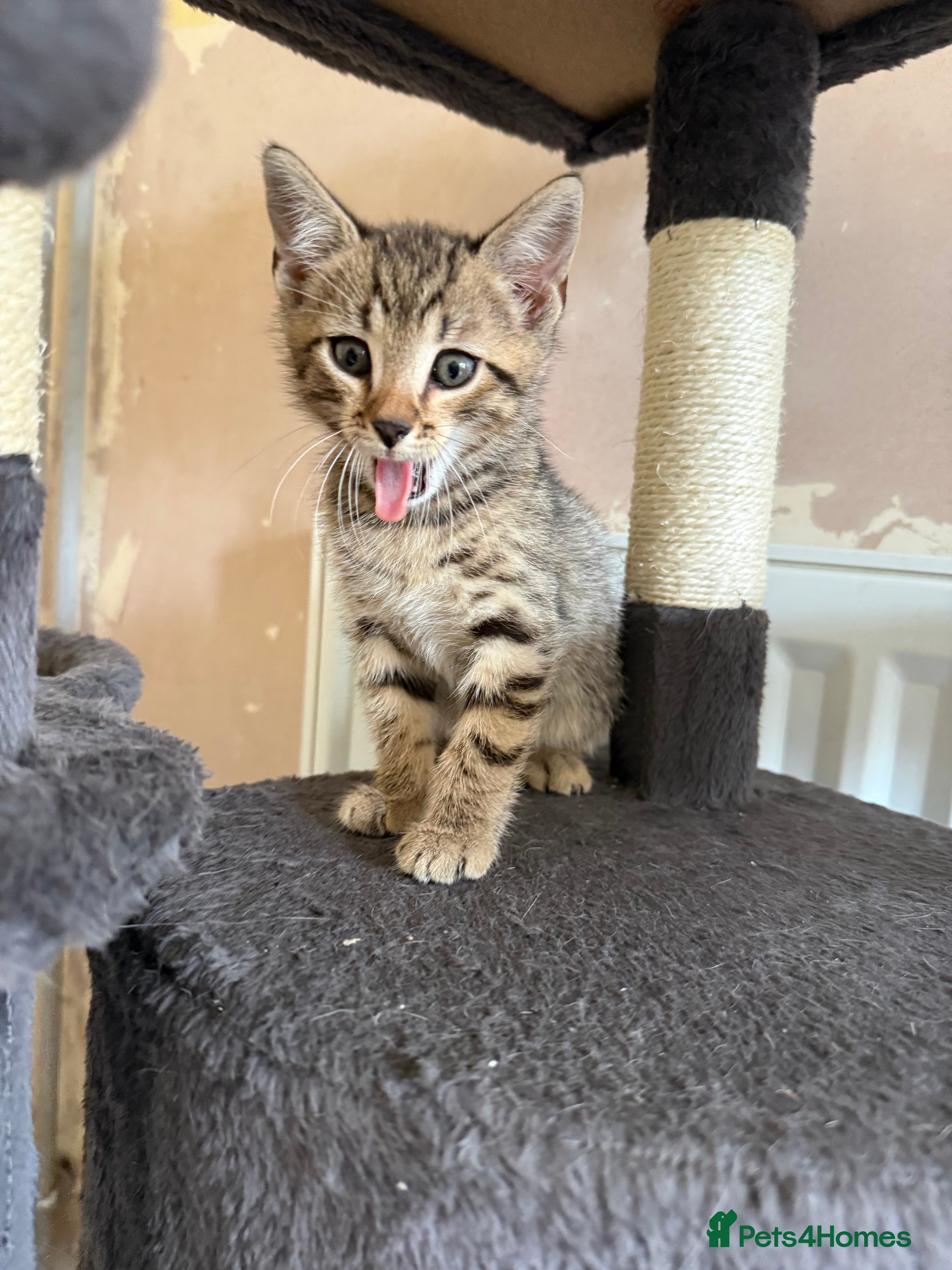 Bengal cats for sale: 1 female kitten available  - Advert 11
