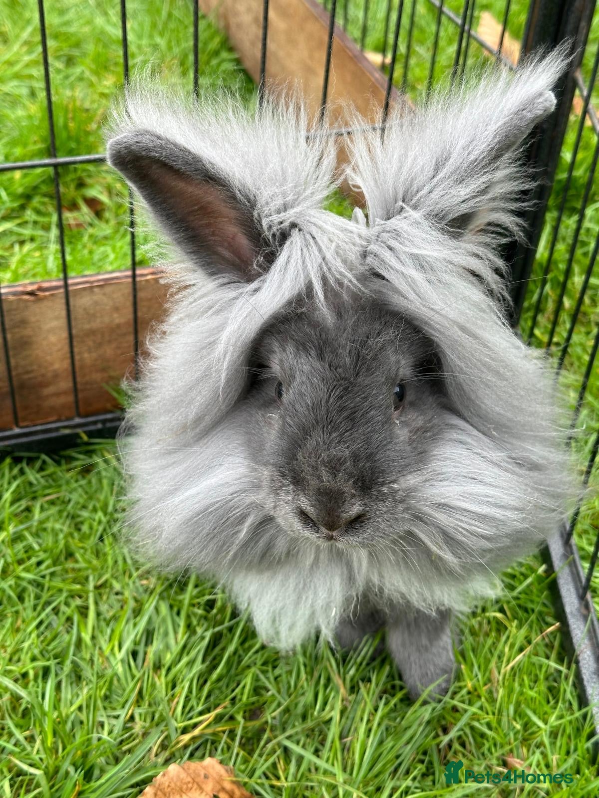 Lionhead rabbits Angora x lionhead rabbits  - Advert 2