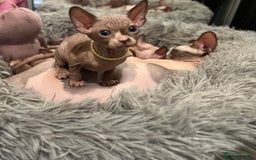Sphynx cats for sale: Exquisite Sphynx Kittens - Image 10