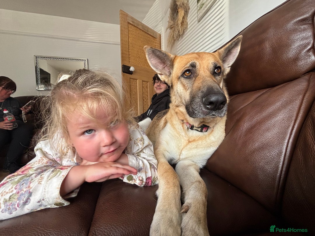 German Shepherd dogs for sale: 4 year old German shepherd female - Image 2