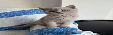 Biscuit 
