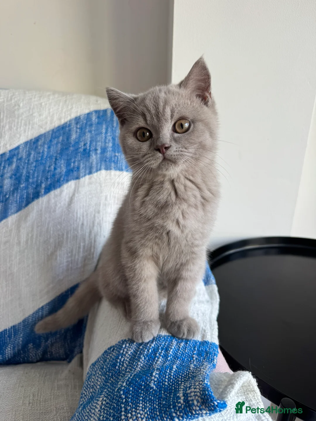 British Shorthair cats for sale: 💜 Lilac BSH Boys – Ready for Their Forever Homes in Dartford - Advert 2
