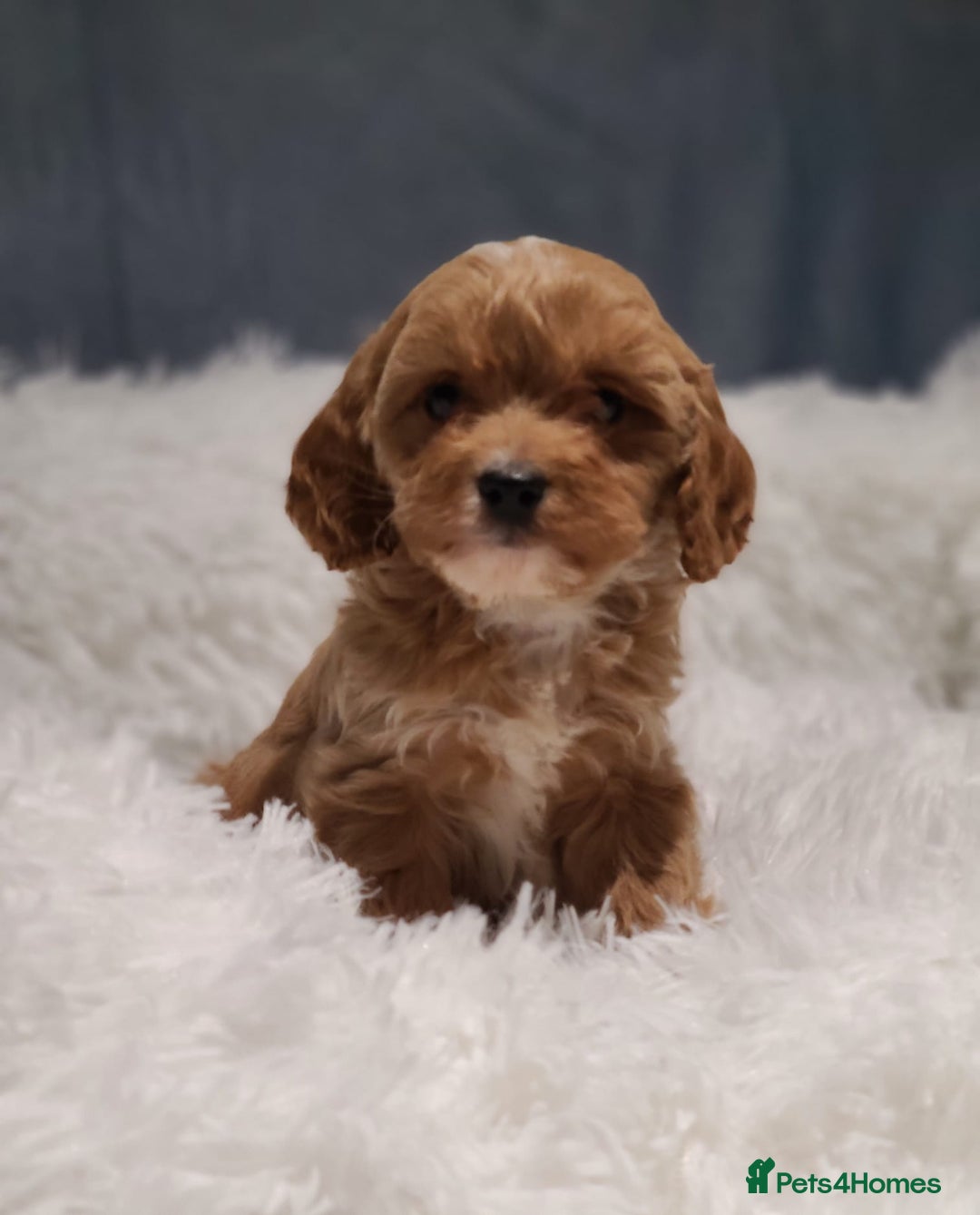 Cavapoo dogs for sale: Stunning Toy Cavapoo Puppies DNA Tested Parents - Advert 7