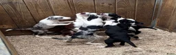 Border Collie dogs for sale: Pedigree Border collie puppies - Advert 10