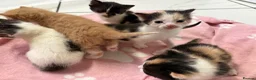 Mixed Breed cats for sale: Adorable kittens looking for loving homes  - Advert 4