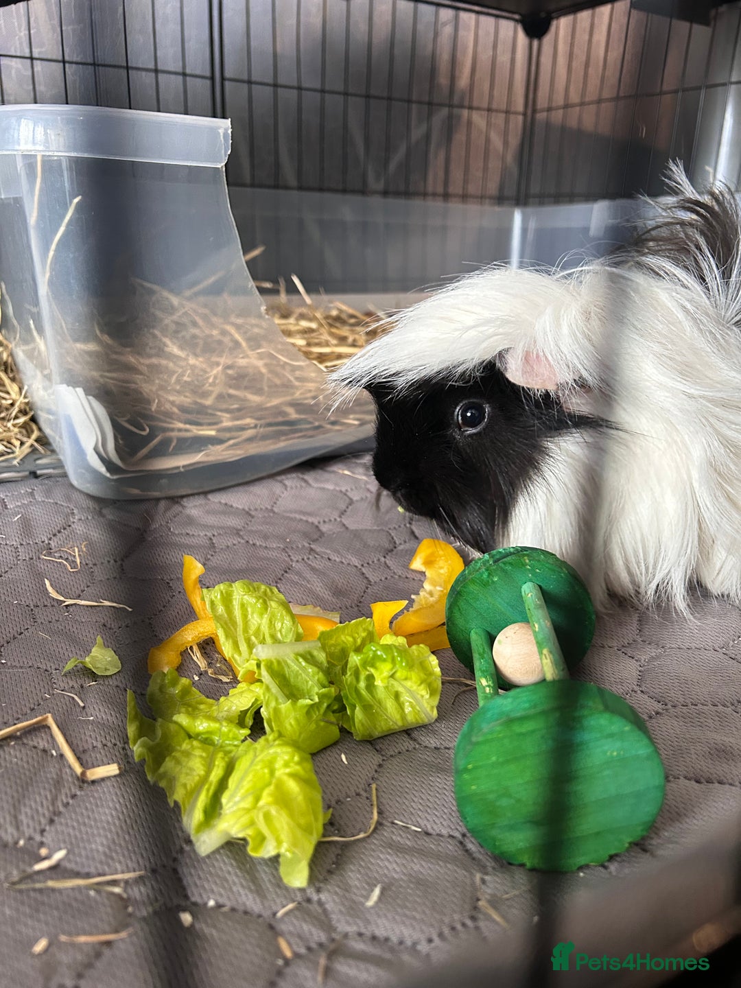 Guinea Pig rodents for sale: 2 male guinea pigs for sale  - Image 3