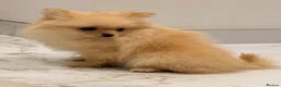 Pomeranian dogs for sale: 2 beautiful Pomeranian puppies - Advert 11