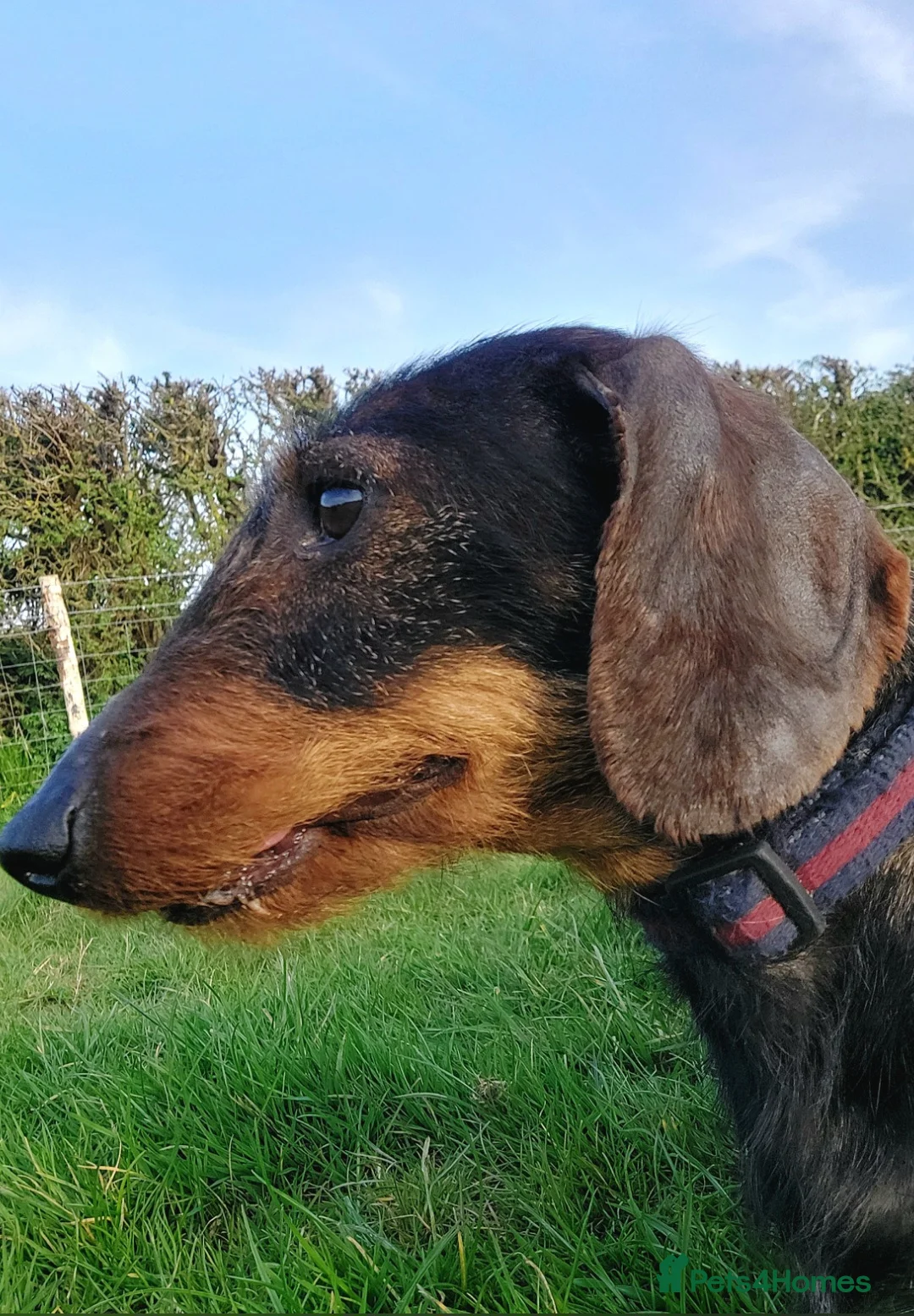 Dachshund dogs for sale: Razzle – 5-Year-Old KC Registered Teckel Bitch - Advert 1
