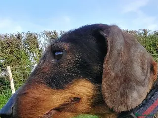Dachshund dogs Razzle – 5-Year-Old KC Registered Teckel Bitch - Advert 16