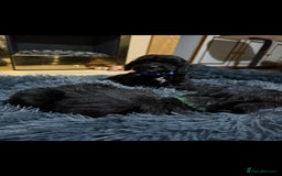 Cockapoo dogs for sale: Beutifull cockapoos  - Image 19