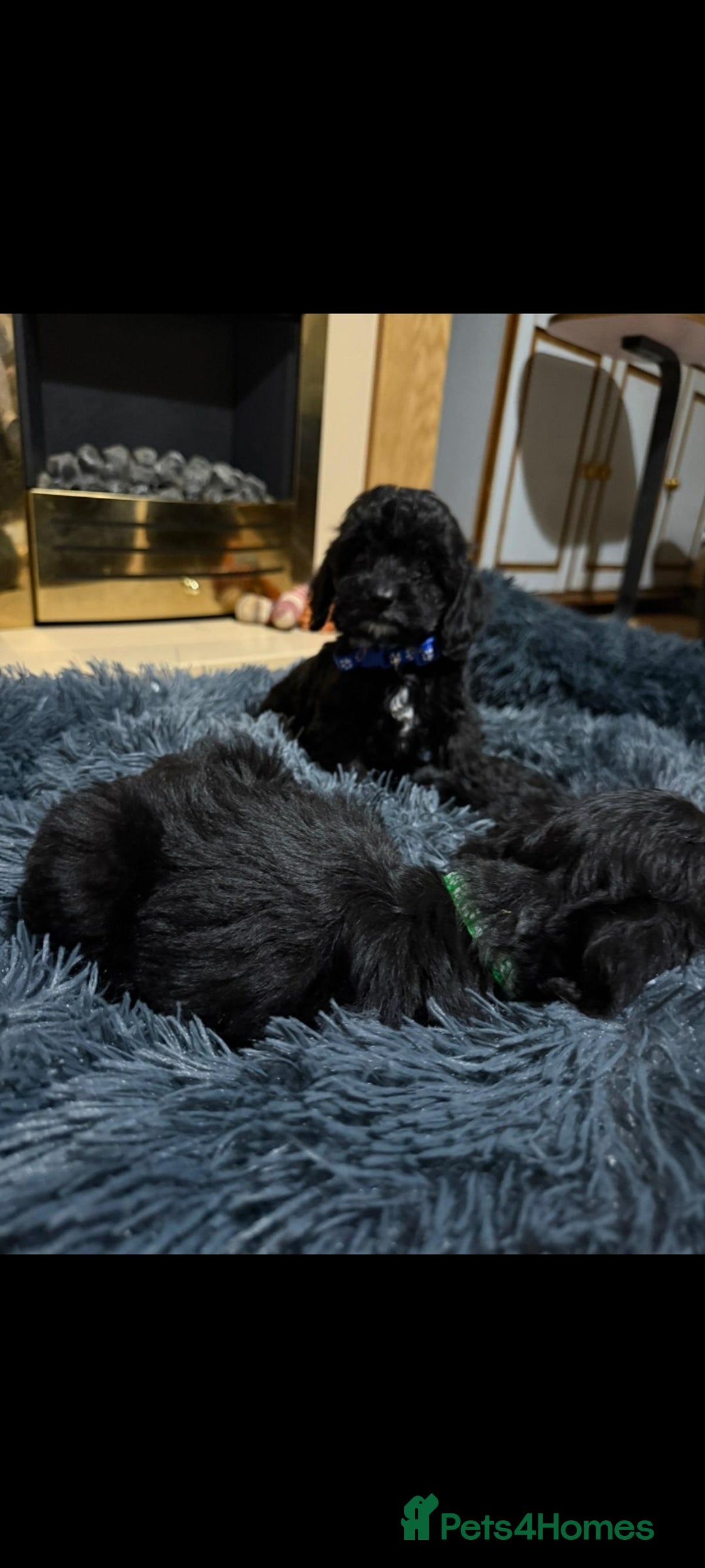 Cockapoo dogs for sale: Beutifull cockapoos  - Image 19
