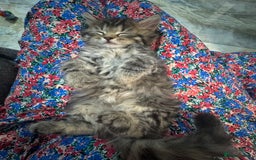 Mixed Breed cats for sale: Maine coon x Persian  - Image 26