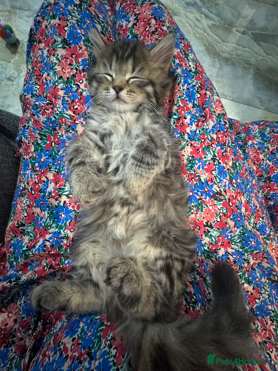 Mixed Breed cats for sale: Maine coon x Persian  - Image 26