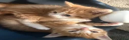 Mixed Breed cats for sale: 2 beautiful female kittens for sale  - Advert 4
