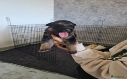 German Shepherd dogs for sale: German shepherd puppies  - Image 7