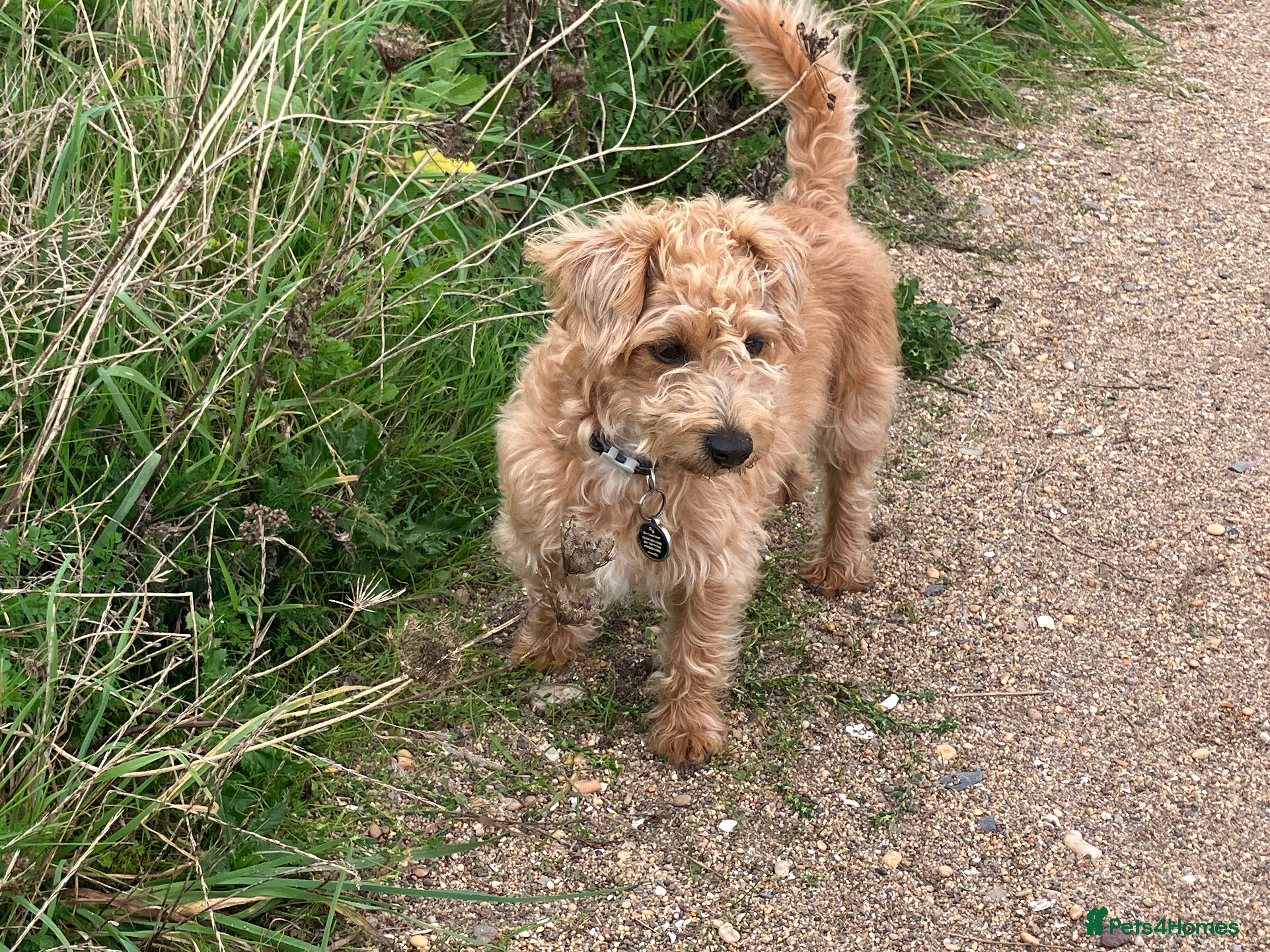 Mixed Breed dogs JACKAPOO - Poodle Jack Russel cross puppies  - Advert 14
