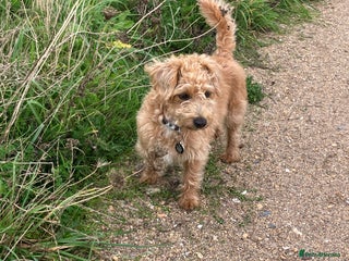 Mixed Breed dogs Poodle jack Russel cross puppies - Advert 6