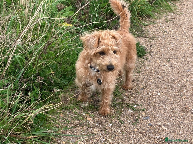 Mixed Breed dogs Poodle jack Russel cross puppies - Advert 9