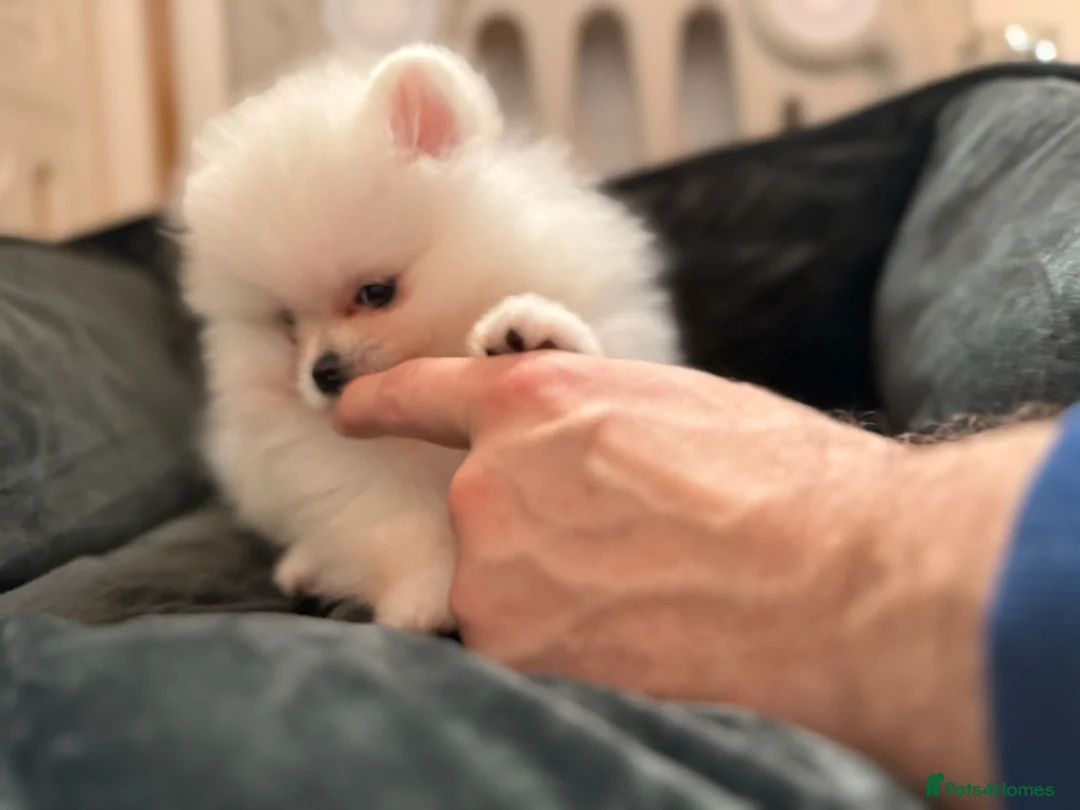 Pomeranian dogs for sale: Teddy Face Poms Puppies European Champion Lines - Advert 18