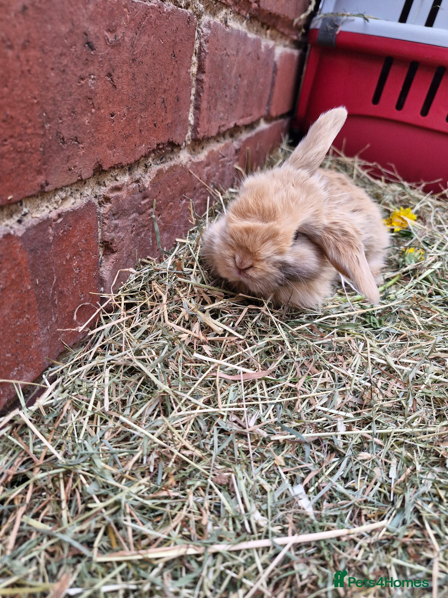 Mini Lop rabbits ** mini lops ready now ** - Advert 2