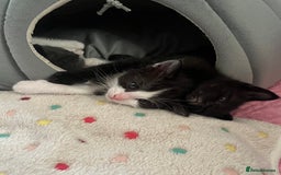 Mixed Breed cats for sale: Ragdoll mixed breed kittens  - Image 5